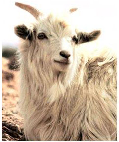 https://aishachantik.files.wordpress.com/2010/10/cashmere-goat1.jpg